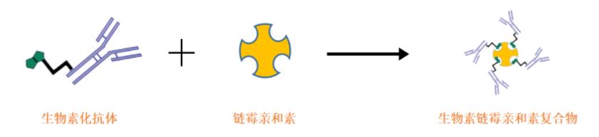 链霉亲和素生物素,amca标记链霉亲和素
