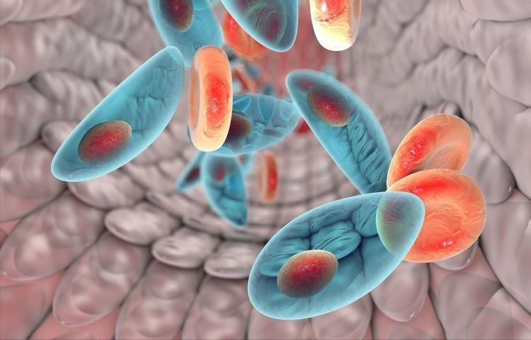 人体弓形虫：全球30%人携带却无疫苗，活体寄生或能操控思维
