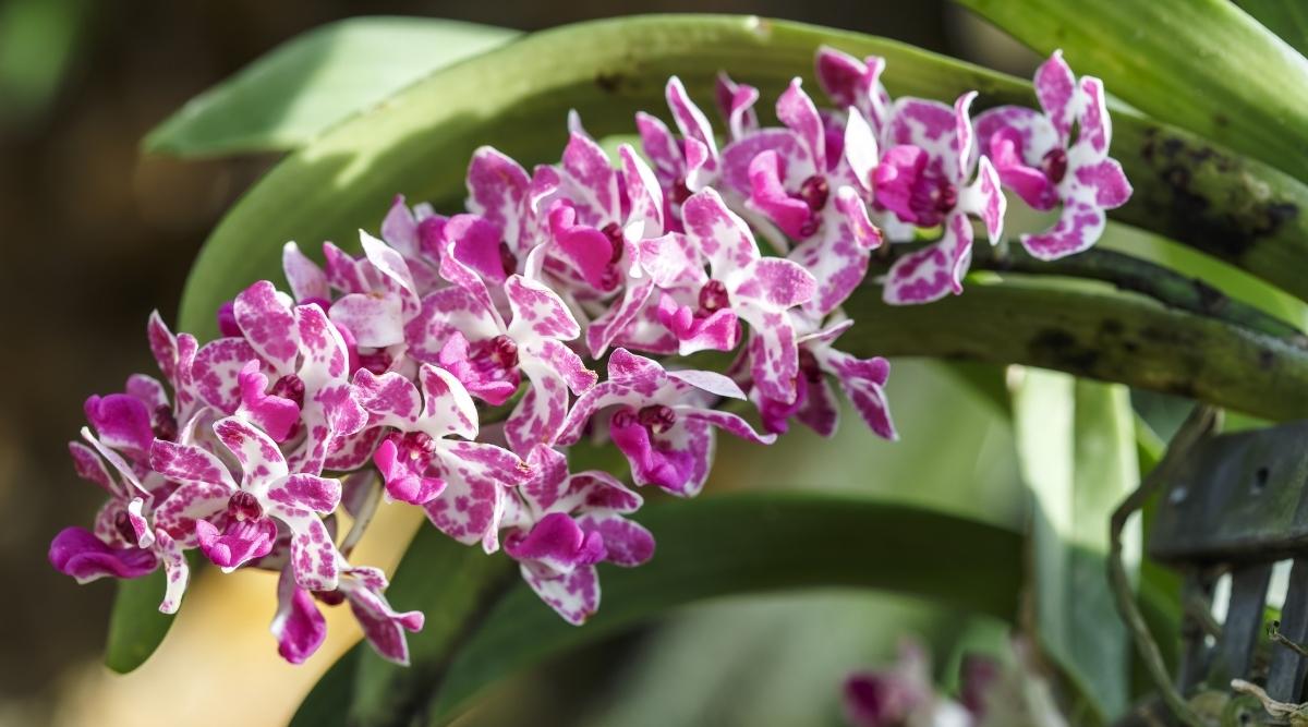 香味最浓的热带兰花品种,香味最浓的热带兰花品种排名