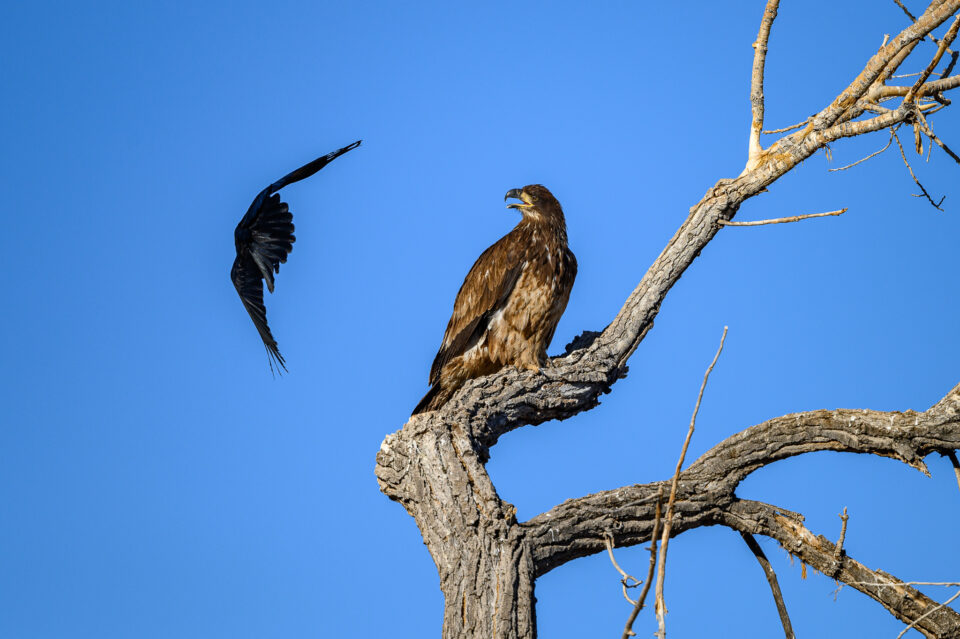 尼康微单入门级哪款性价比高,尼康无反相机最新视频