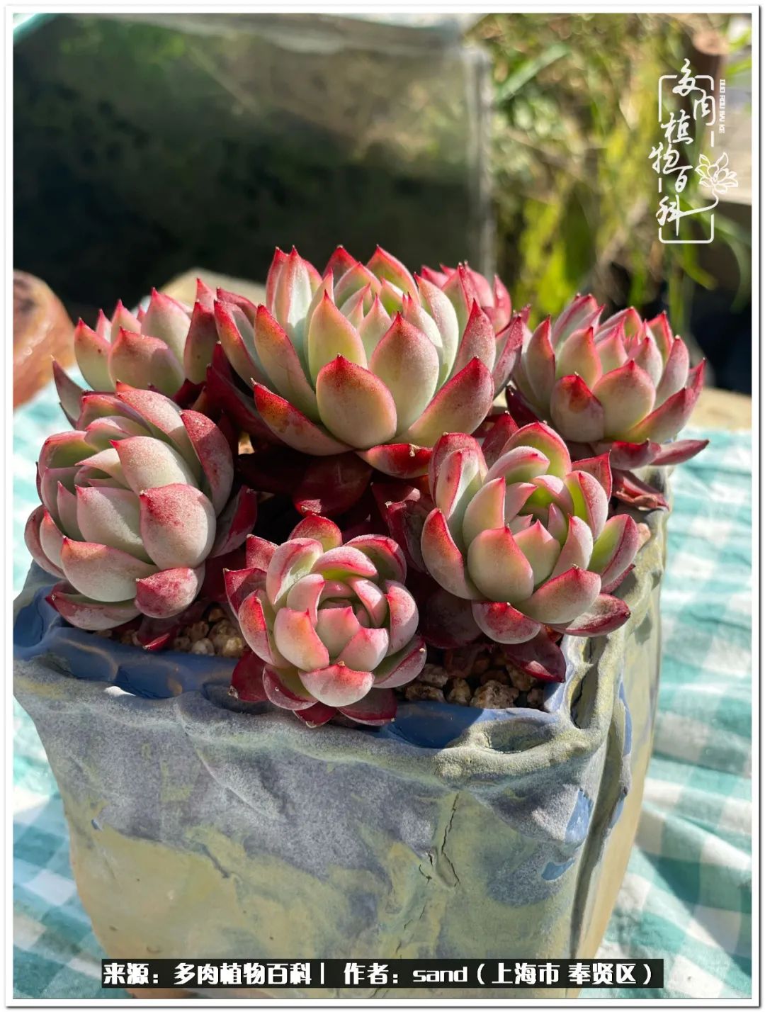 养点花草给生活添点乐趣,养点花花草草心情自然会好