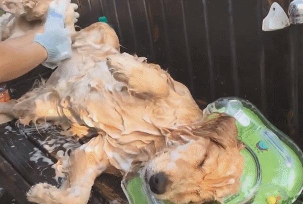 终于知道为什么女孩子要养大狗,女生养大狗对男朋友有什么坏处