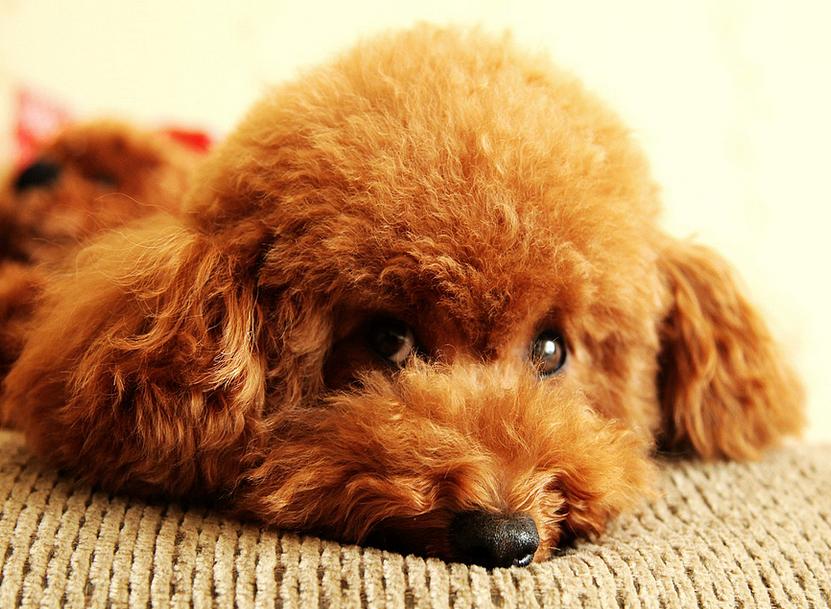 泰迪褪色吃什么恢复快,泰迪褪色治理过程