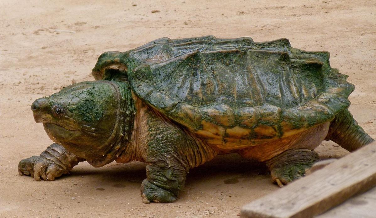 鳄龟养殖方法和注意什么,鳄龟苗子深水饲养方法