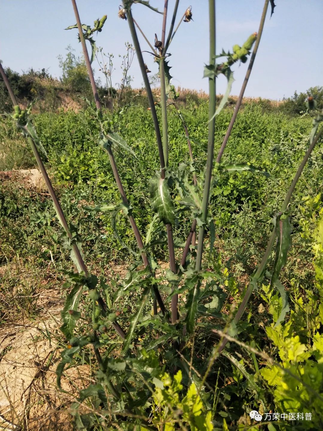 植物幼苗的发展过程详细,植物的幼苗在生长过程中