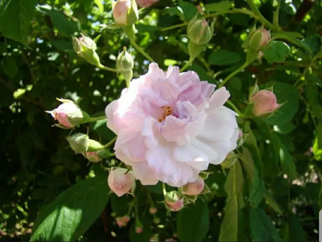 月季蔷薇玫瑰三者的区别图,蔷薇月季玫瑰的区别和联系