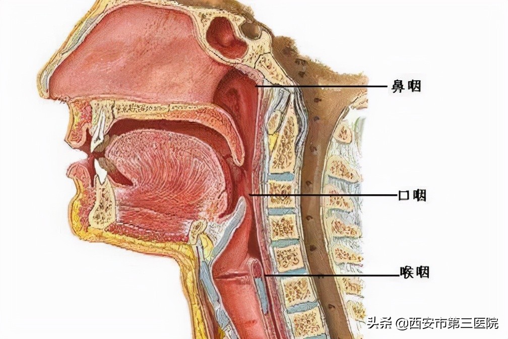 涕中带血是鼻咽癌的几期症状,鼻塞耳鸣涕中带血是鼻咽癌吗
