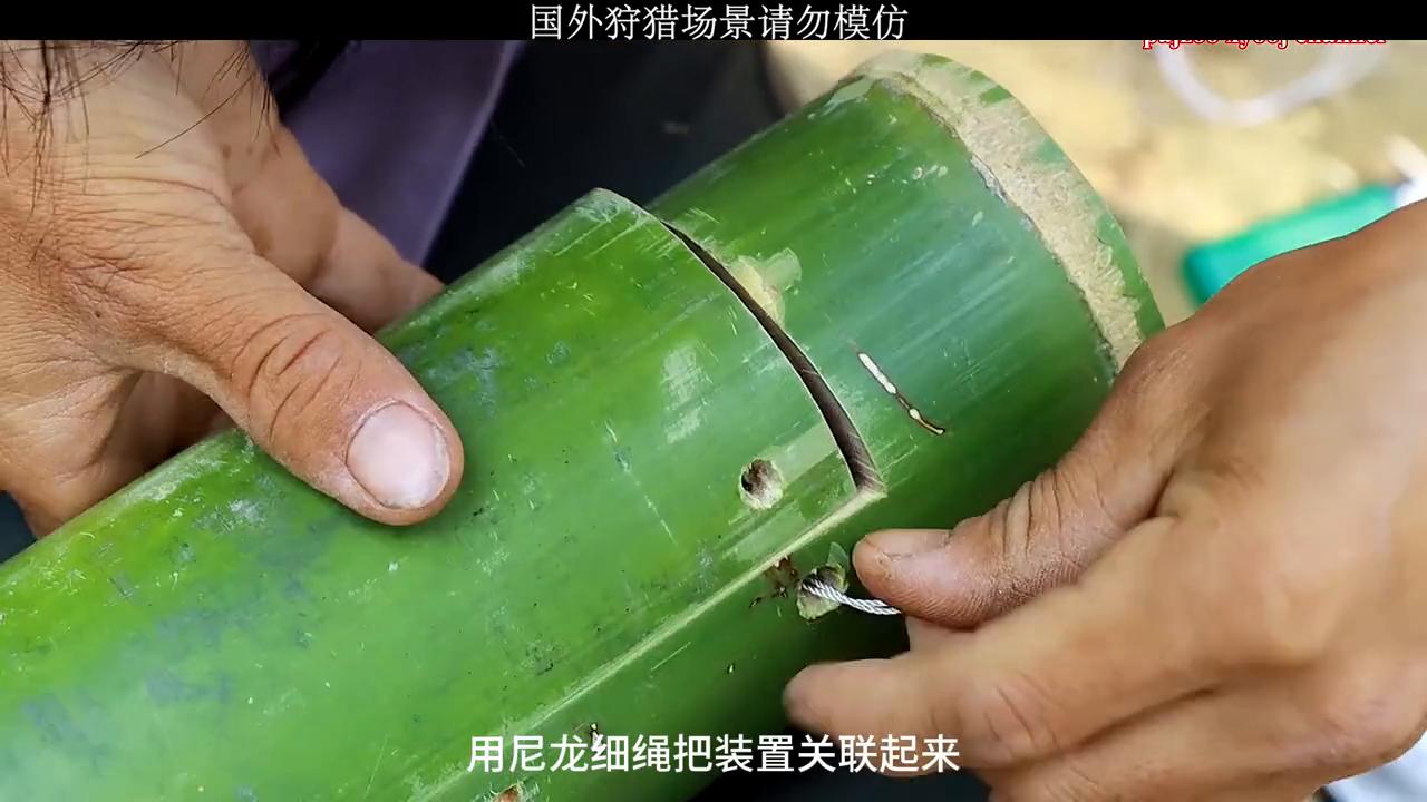 一种能捕野鸡、松鼠的陷阱。#户外