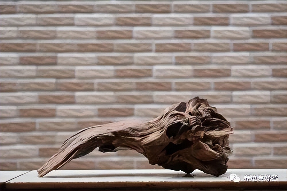 新手养龟的十大建议,养龟的30个小知识看看会有用的