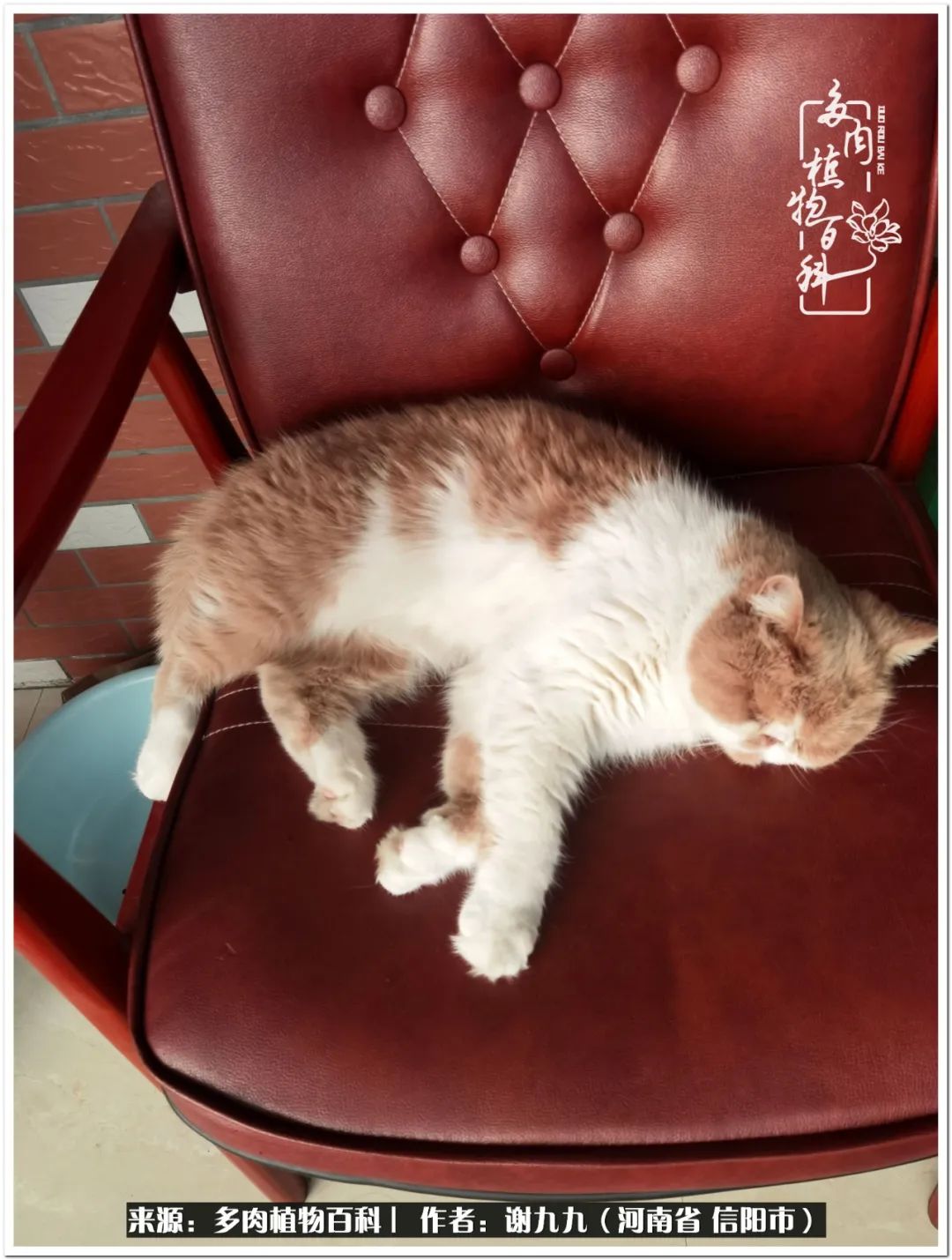 与多肉植物在一起的感怀,与多肉同行