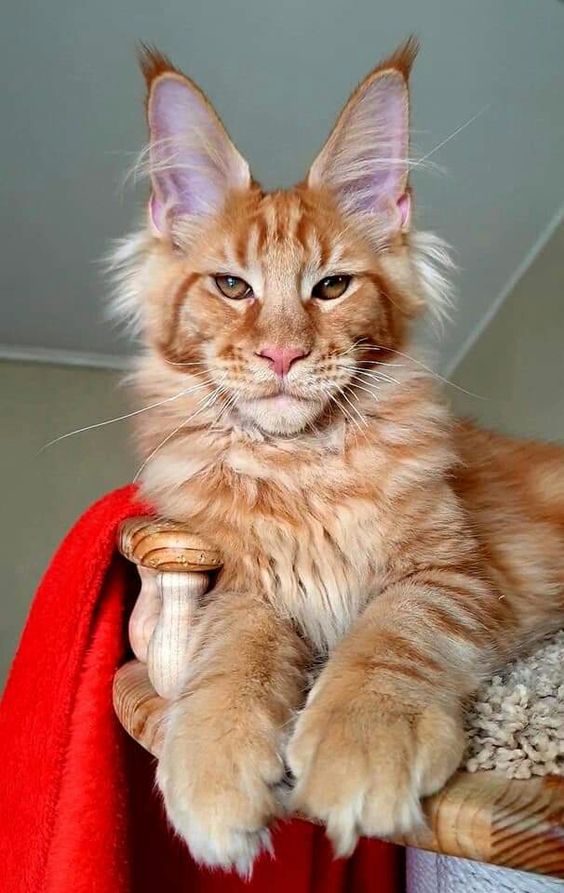 世界顶级猫咪品种,世界上十种凶猛猫咪品种排行榜