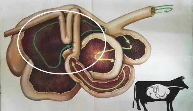 美国人的“瘤胃开窗”养牛法，到底是什么？为何在我国没有推广？