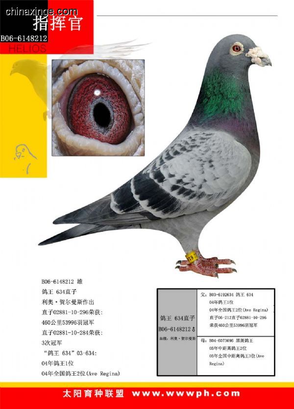 善良比利时莫里斯,比利时速度狂魔