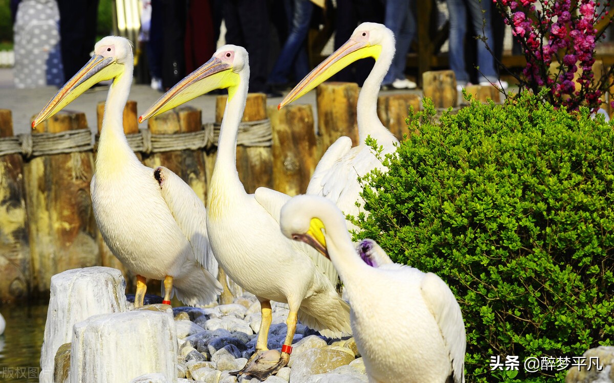 大连老虎滩海洋公园极地馆视频,大连老虎滩海洋公园和发现王国