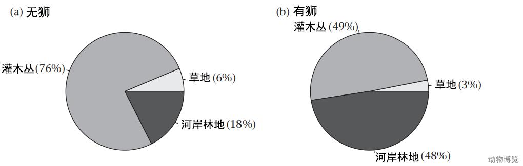 豹子丧命,豹子的悲惨下场视频