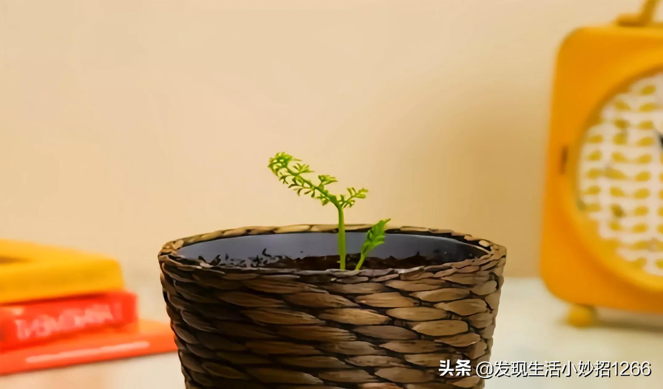 手机不小心进水后快速的急救方法,生活小妙招关于水