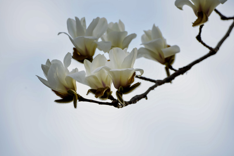 关于玉兰花最经典的诗句,玉兰花的诗句经典