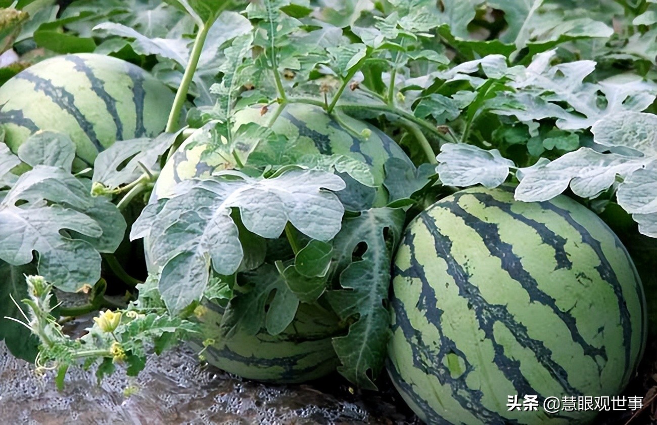 真正的山西孝义土话方言,山西孝义土话大全集