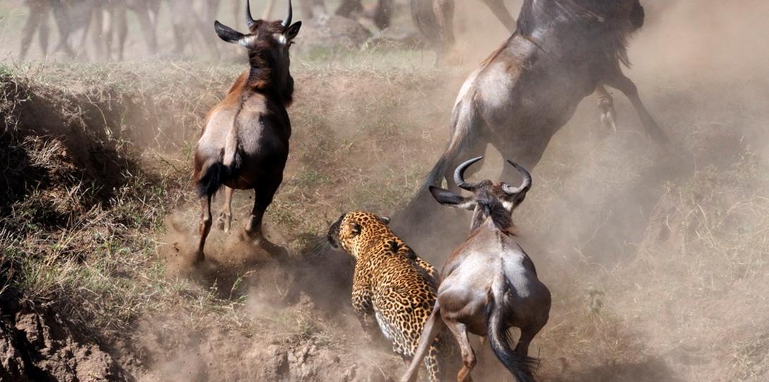 炒作龙头,游资拉高建仓后会马上出货吗