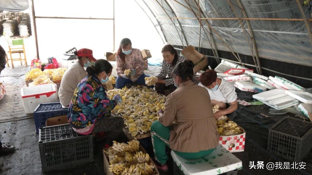 乡村振兴菌菇产业图文,扶贫菇铺就脱贫致富路