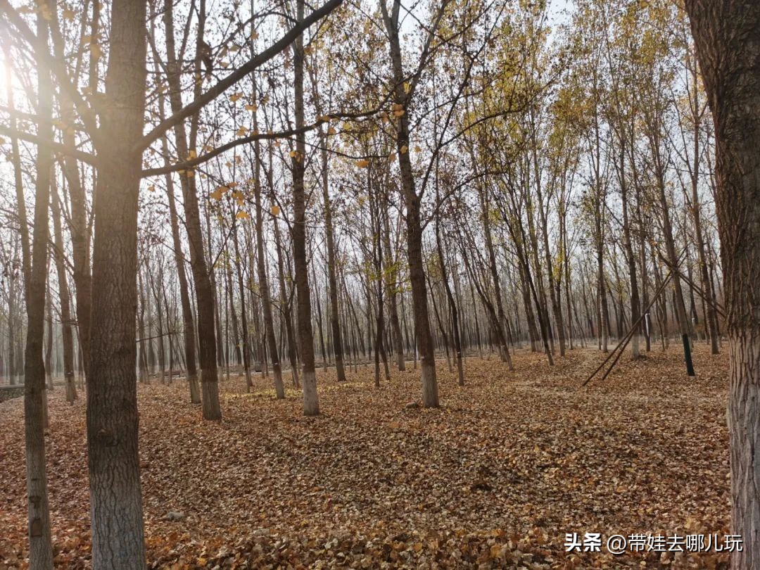 骑行国家森林公园,徒步骑行森林公园