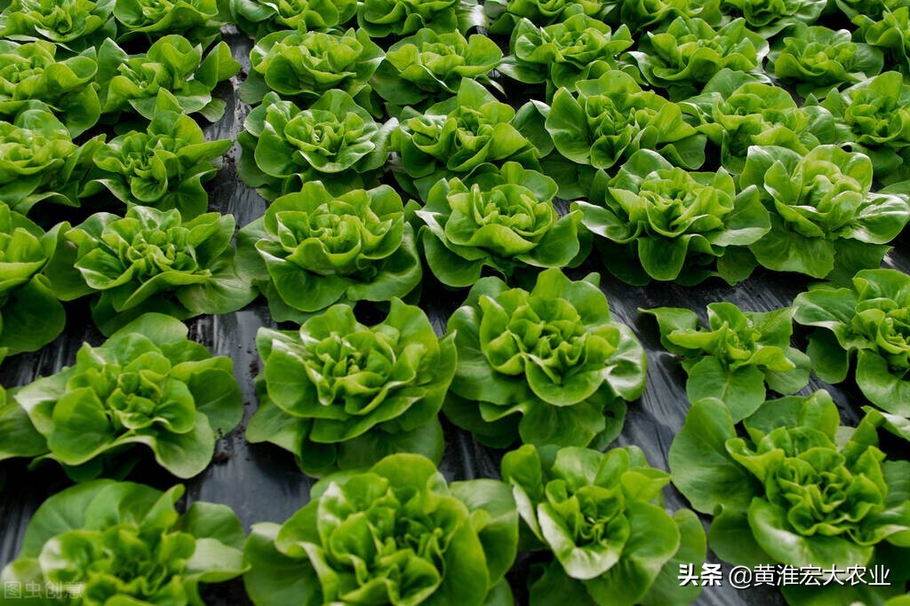 中国十大蔬菜之王,中国蔬菜又多又便宜