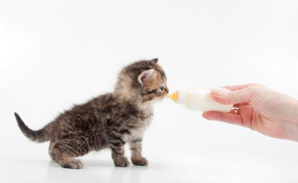 捡到警惕性比较强流浪猫怎么办,猫咪在外面捡到一只流浪猫