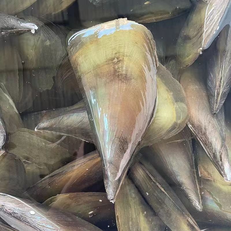 海南海鲜贝类有哪些,海南海鲜贝类