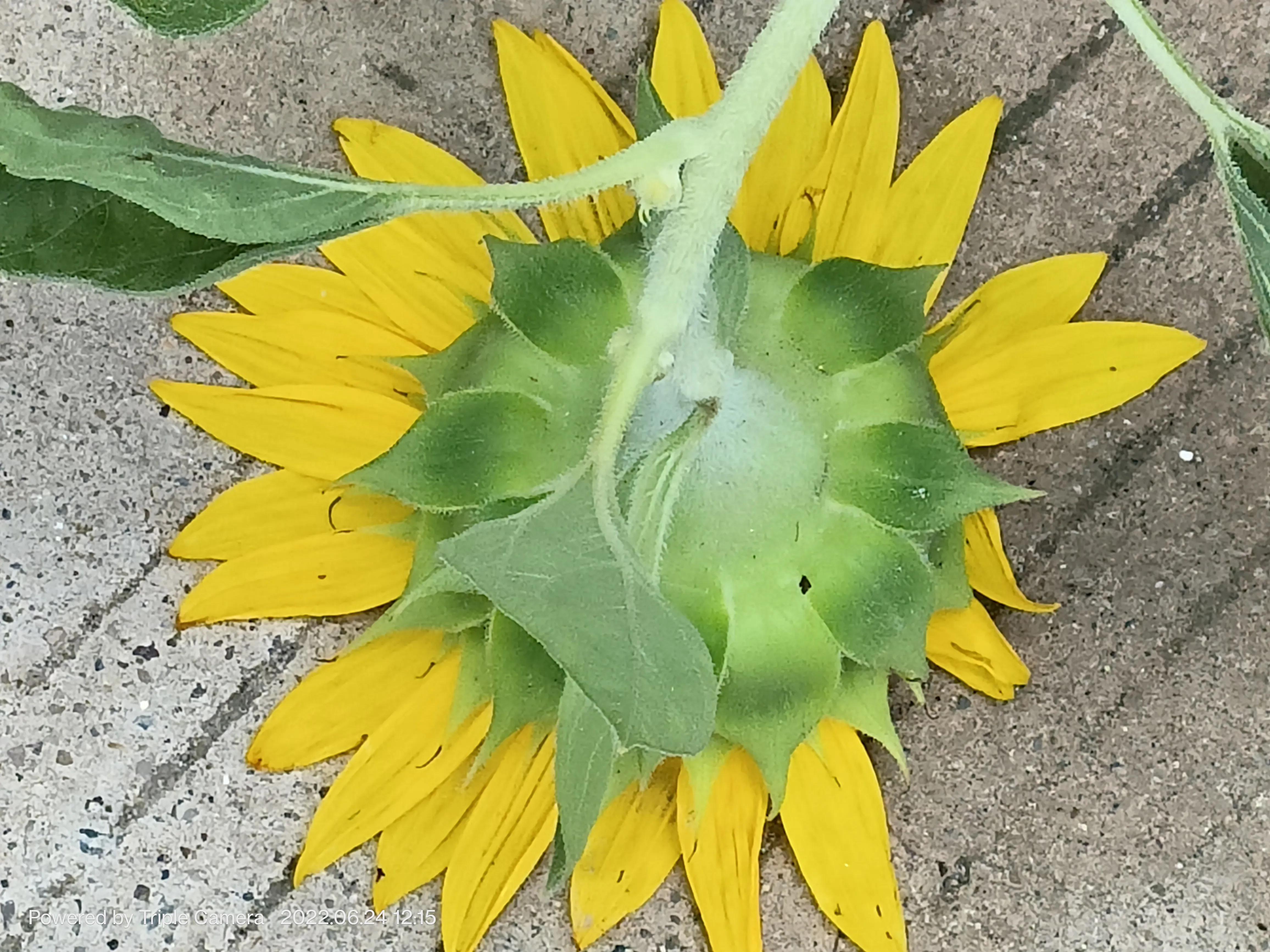 幼儿园门口班牌向日葵吊饰,学校门口的向日葵