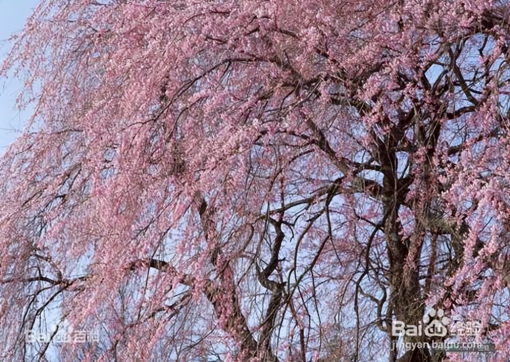 什么品种的樱花好活又好看,樱花的品种与图片大全