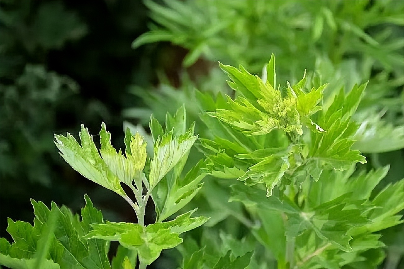 山东肥城塌陷地整地补偿,盐碱地上长出致富草