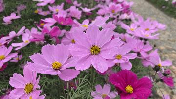 鼓浪屿可以当天预订船票攻略 (鼓浪屿还有免费的船票吗)