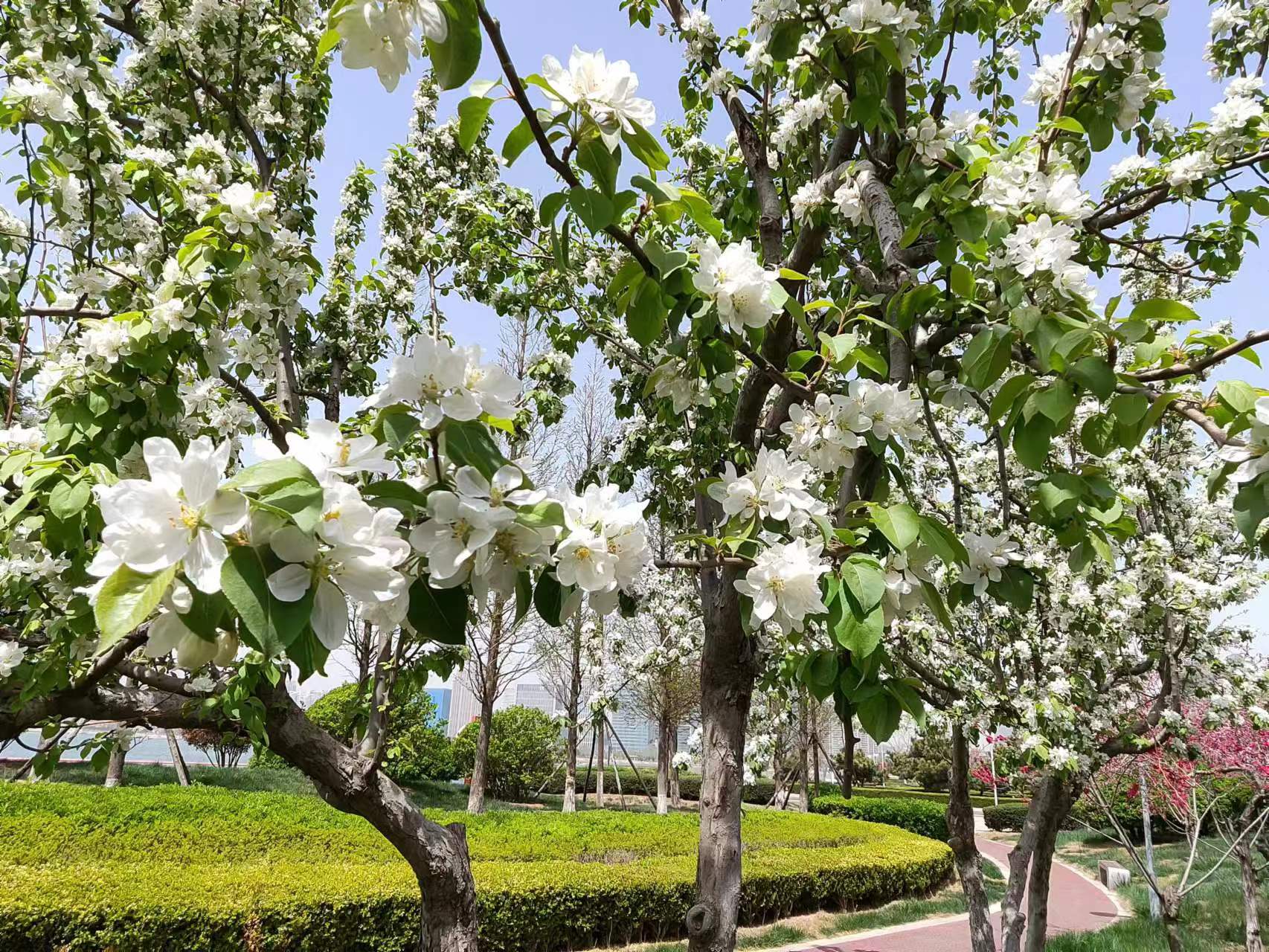 原创七绝春藏头诗,春吟新韵的七绝诗