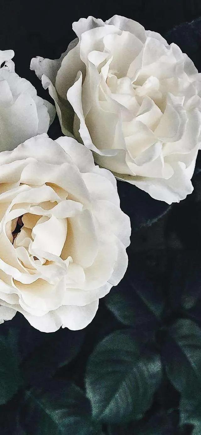 黑白花朵壁纸超清,全屏花朵壁纸无水印黑白