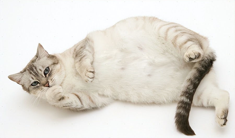 猫咪怀孕生产要准备什么,猫咪怀孕到生产注意事项