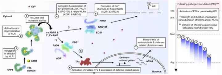 植物免疫系统的“御敌”机制
