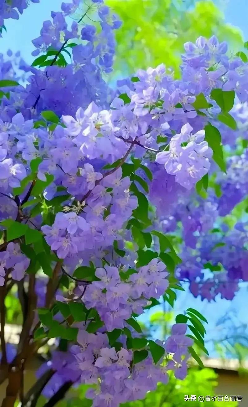 淡紫色的花是什么树,淡紫色的槐花