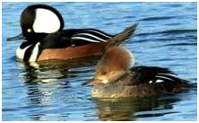 鸟类在分类学中统称为什么,鸟纲分类总表