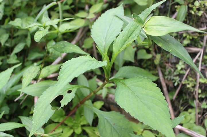 有一种臭脚丫味，味道有特色，人称“野菜界的榴莲”，你可吃过？