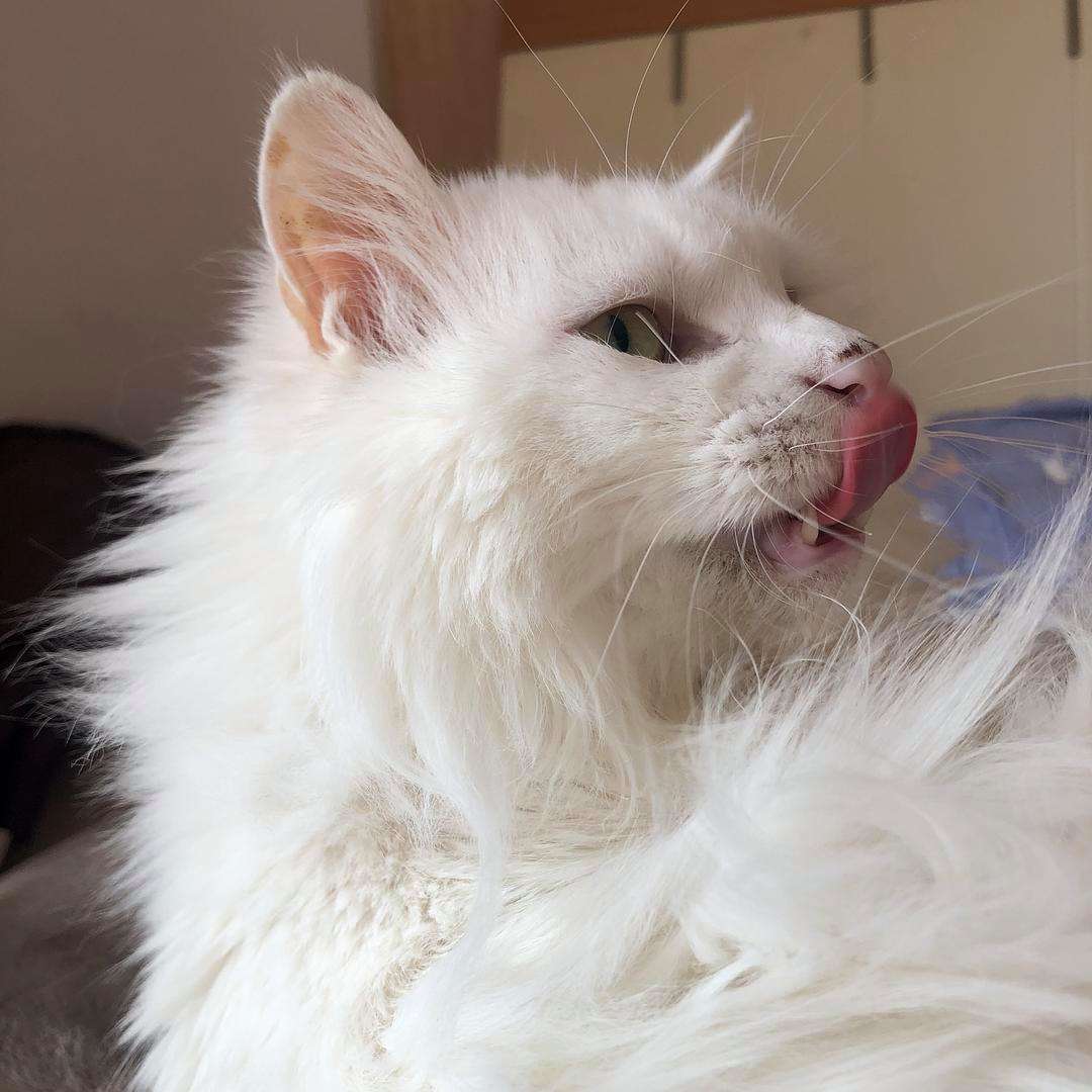 山东狮子猫可以媲美布偶猫,山东狮子猫大型猫