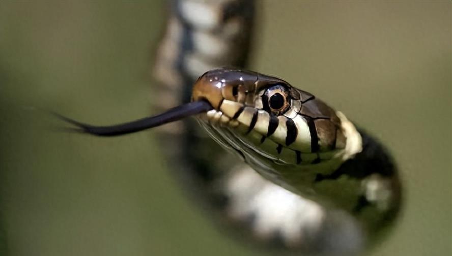 “蛇灭门”到底有多神奇？揭秘老人口中的杀蛇神器！