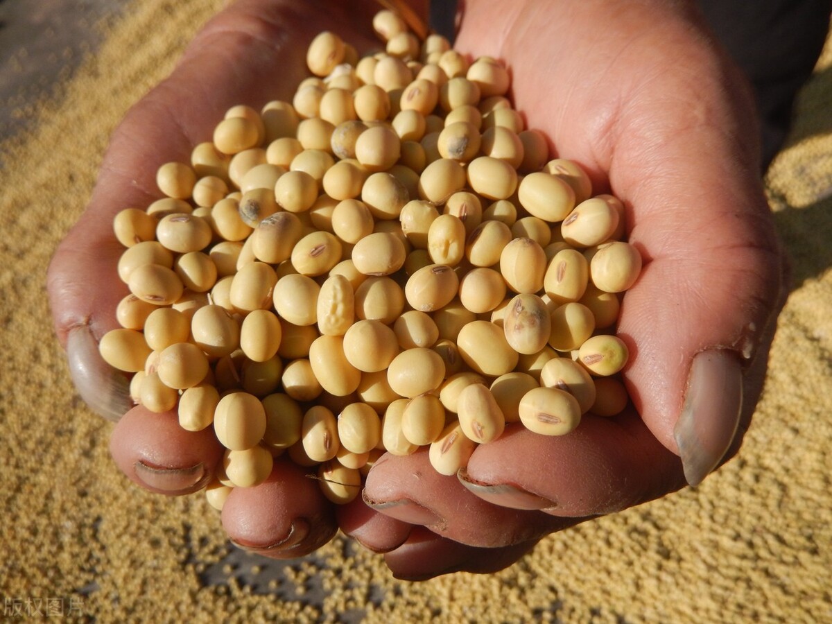 今日大豆价格东北大豆,今年的东北大豆价格是多少