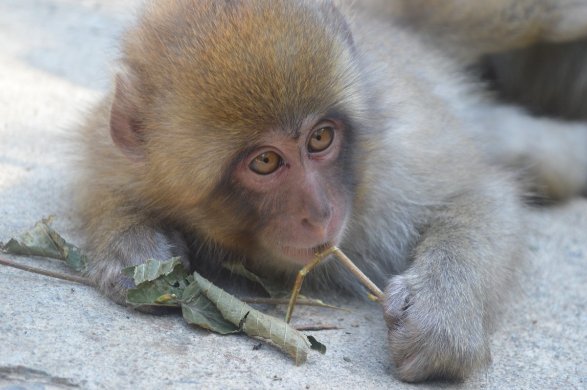 日本著名旅游景点，和人一起泡温泉的雪猴，地位不够只能被冻死