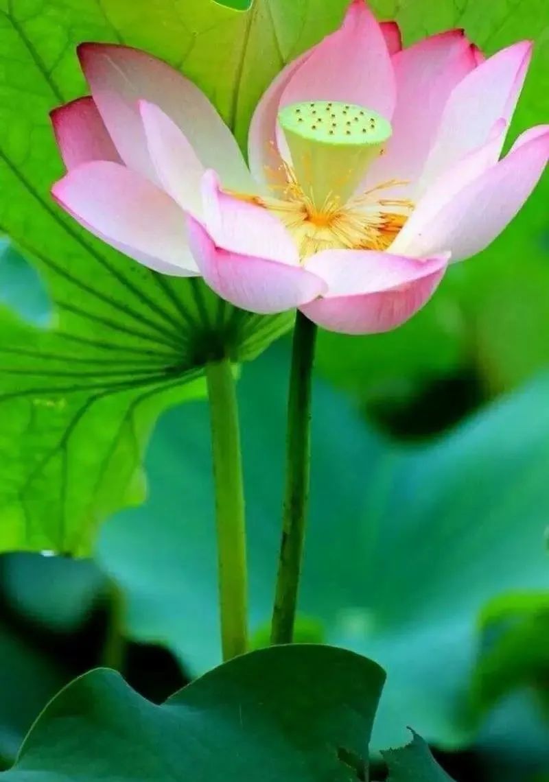 人生几何笑看花开花落,人生几何不过花开花落