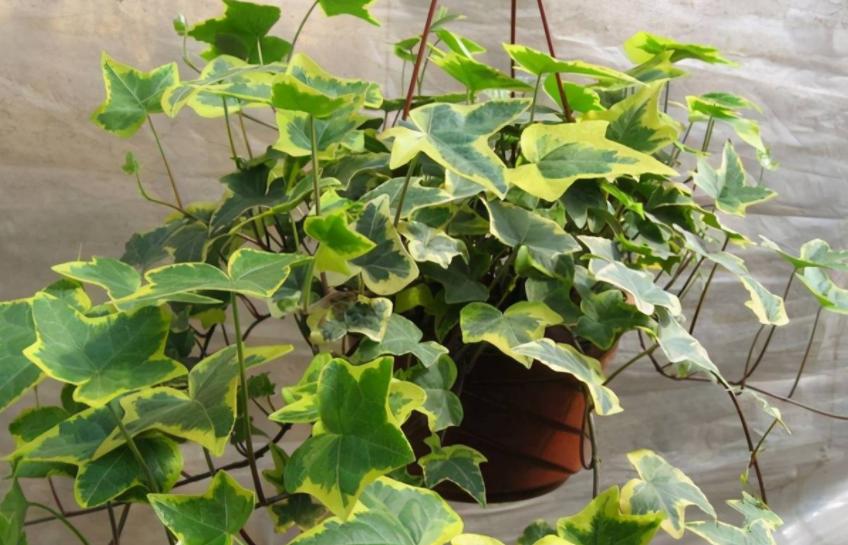 室内小盆栽适合种什么除甲醛招财,室内盆栽花卉除甲醛