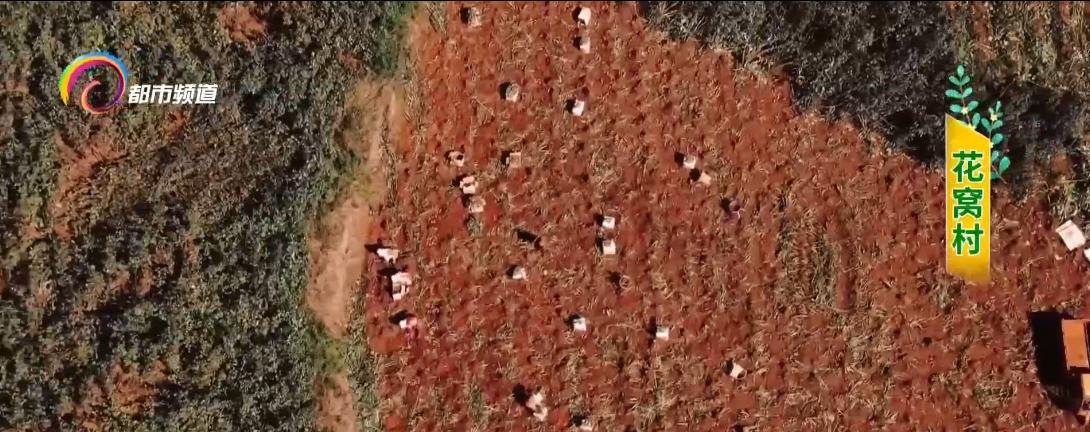 金果果打开致富之路,百香果成脱贫致富金果果