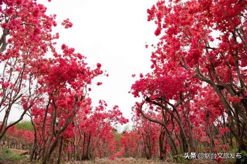 大山里映山红好美,映山红的美丽之处