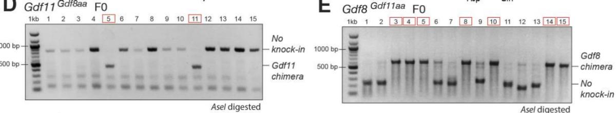 探究GDF11和GDF8氨基酸替代对骨骼发育相关信号通路的实用性研究