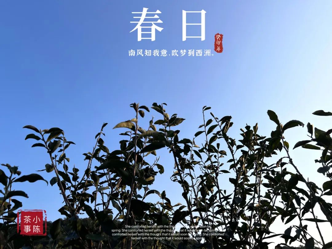 1斤白茶要多少斤青茶,一斤白茶需多少茶青