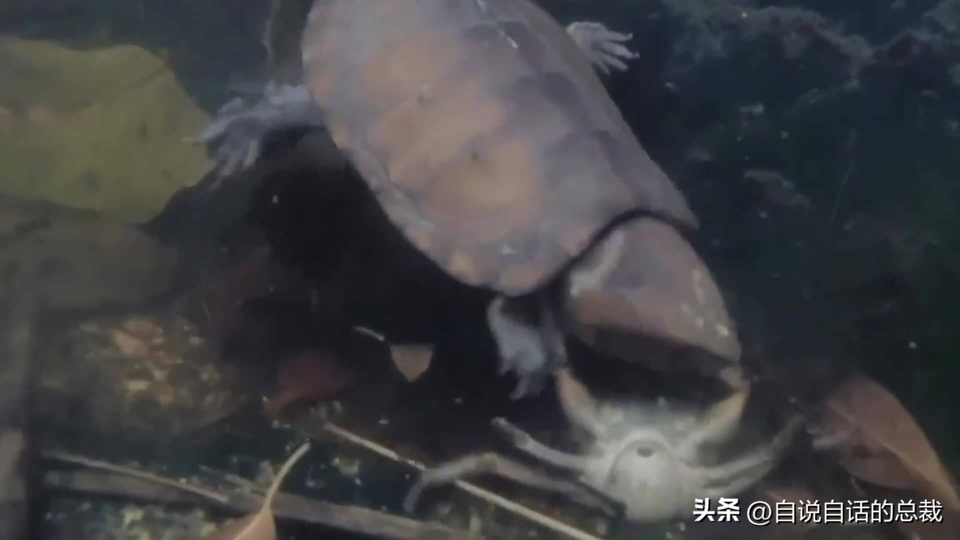 龟蛇大战,龟蛇大战故事